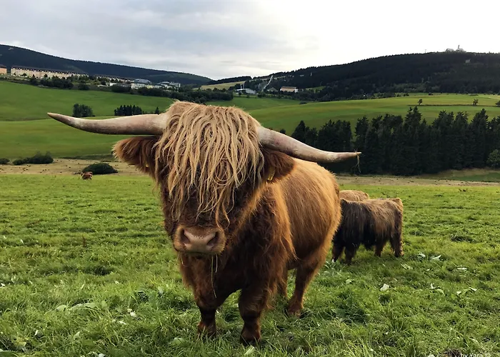 Fichtelberger Blick Апартаменты Курорт Обервизенталь